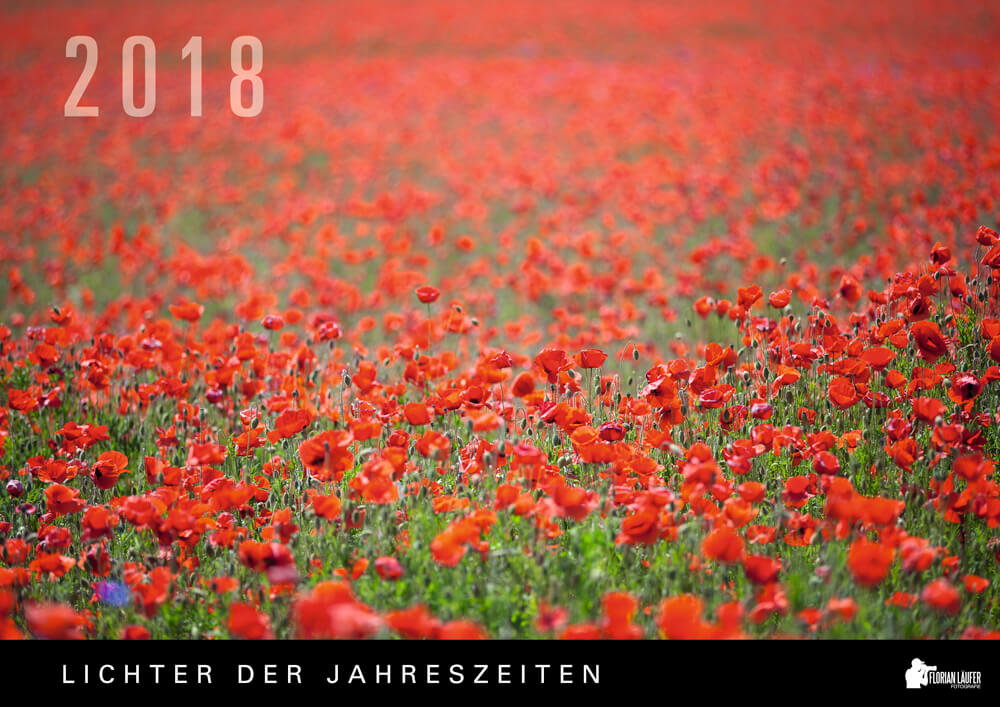 Klatschmohn