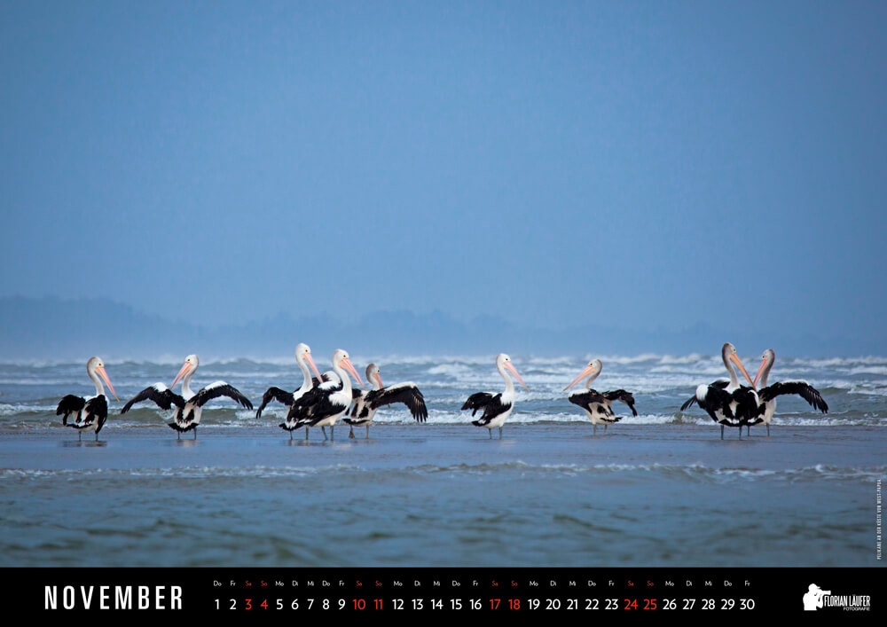 Pelikane an der Küste von West-Papua