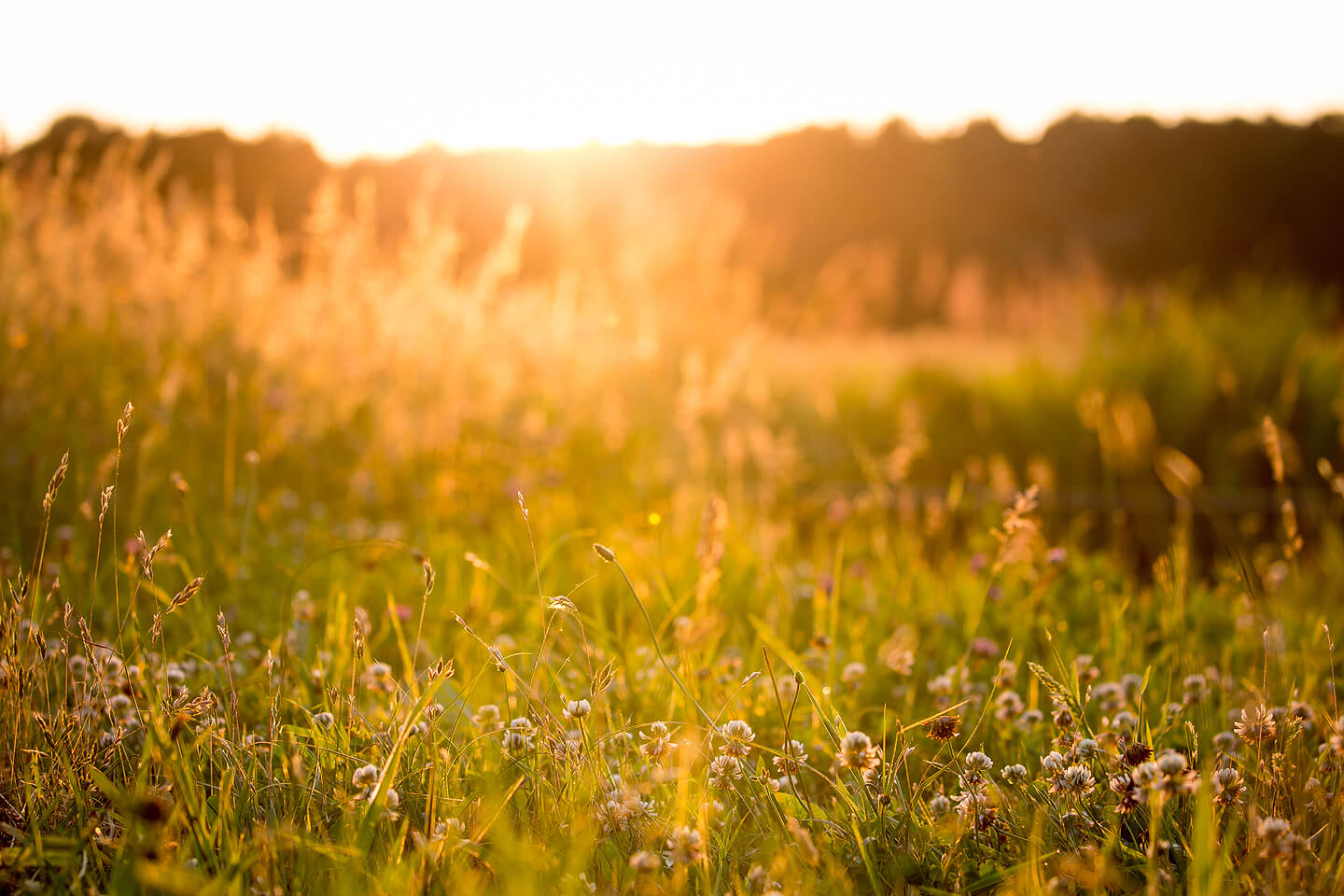 Naturwiese im Licht der untergehenden Sonne