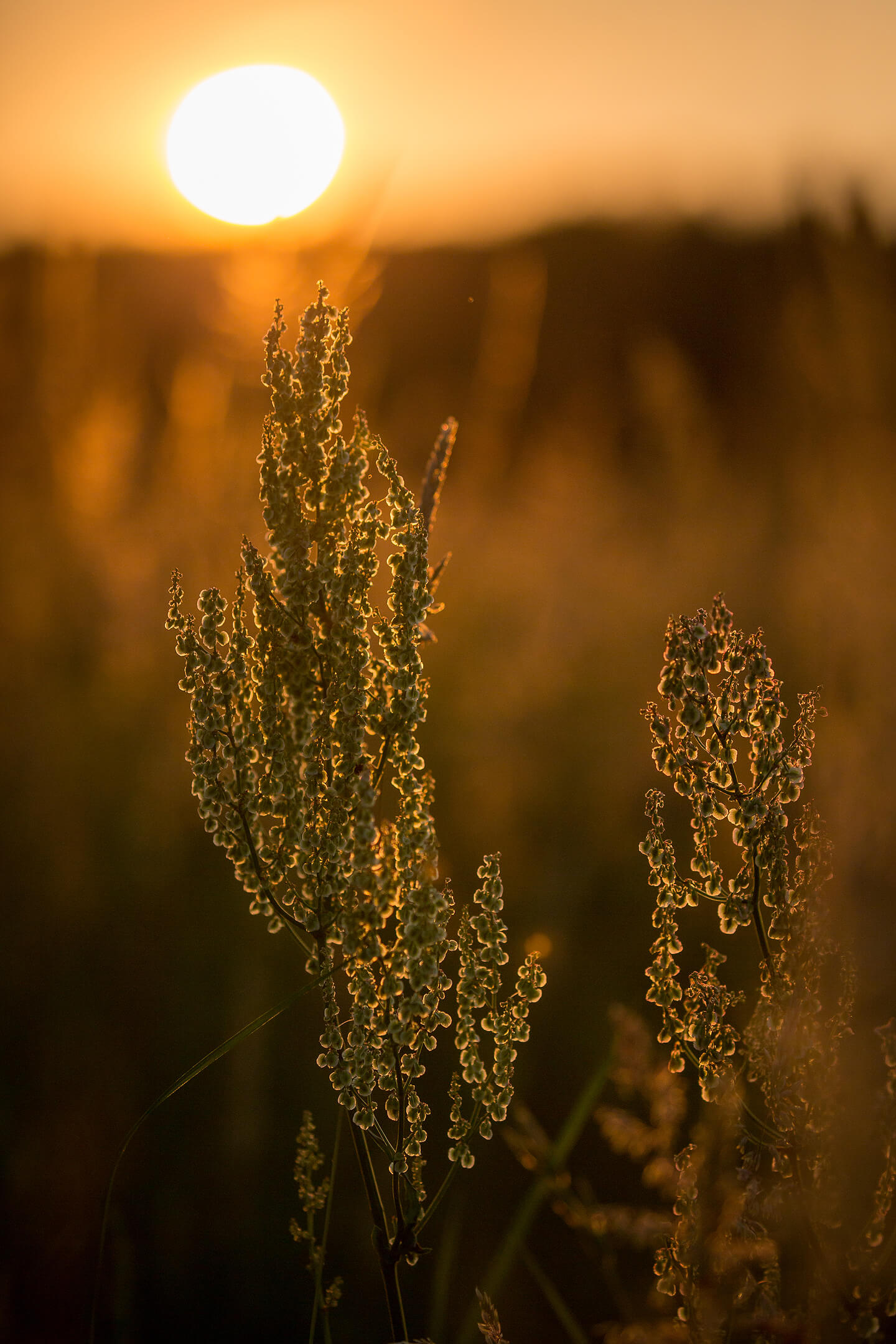 Detailaufnahme im Licht des Sonnenuntergangs