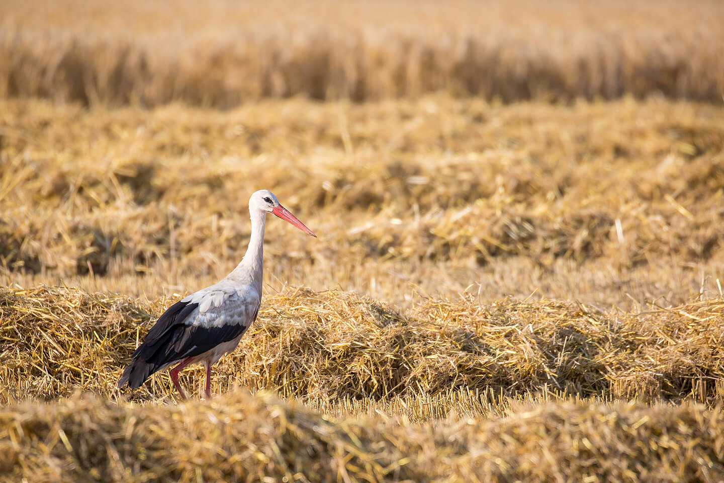 Tierfotografie – Storch auf geerntetem Feld