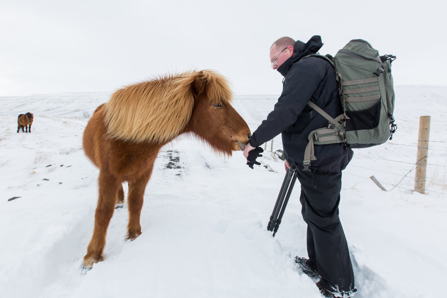 Islandpferd auf Tuchfühlung mit dem Fotograf Holger Kröger