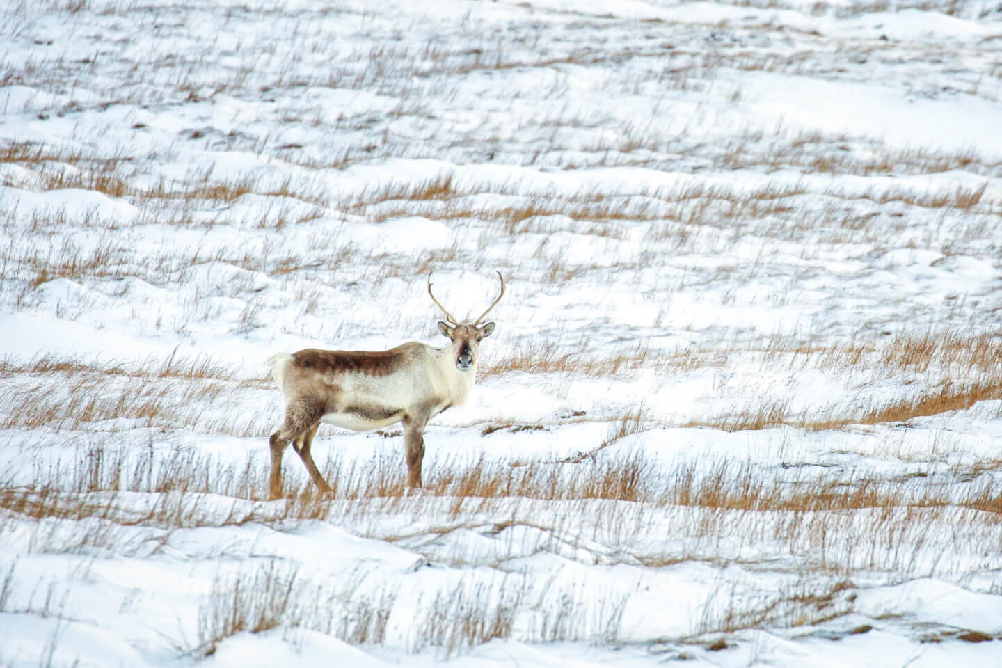 Rentiere sind im Bereich rund um das Vestrahorn kein seltener Anblick