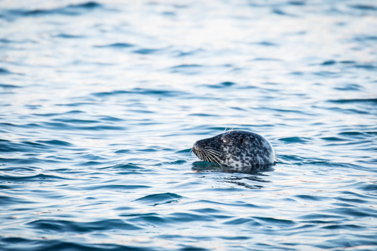 Seehund in der Gletscherlagune Jokulsarlon auf Island