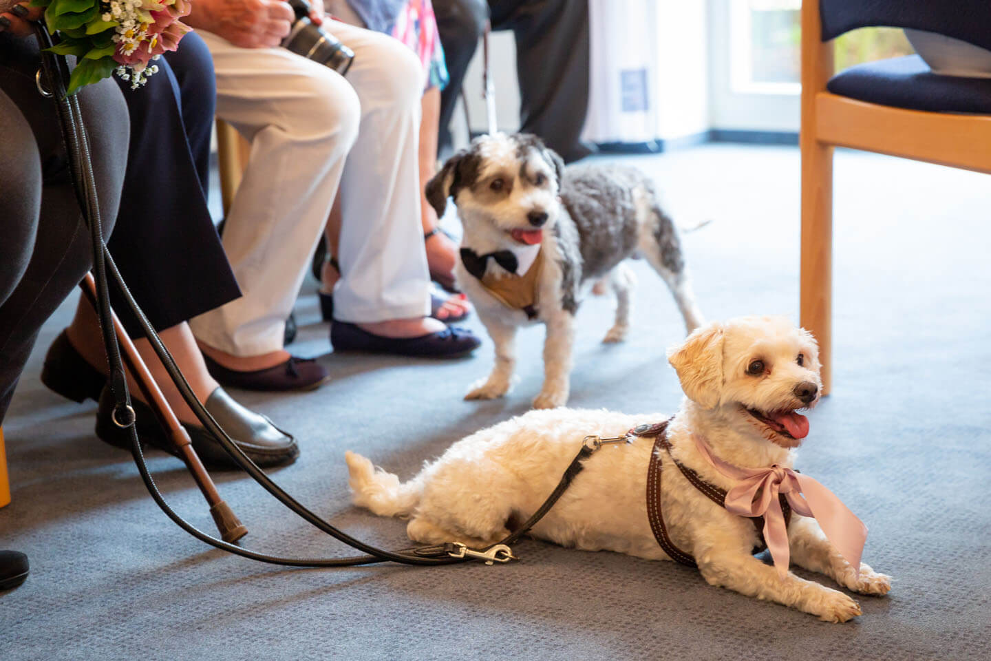 Hunde im Standesamt bad Bramstedt