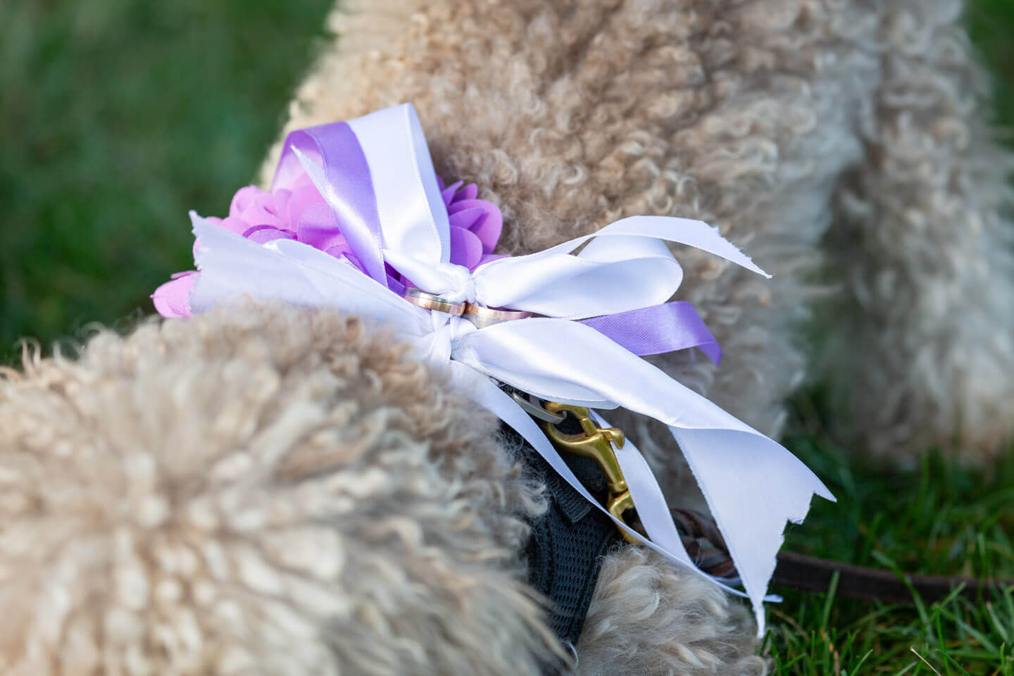 Trauringe am Halsband vom Hund