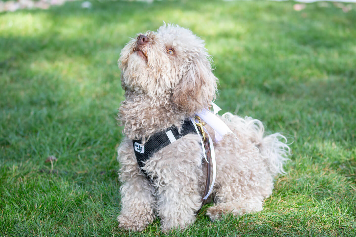 Hund mit Trauringen blickt nach oben