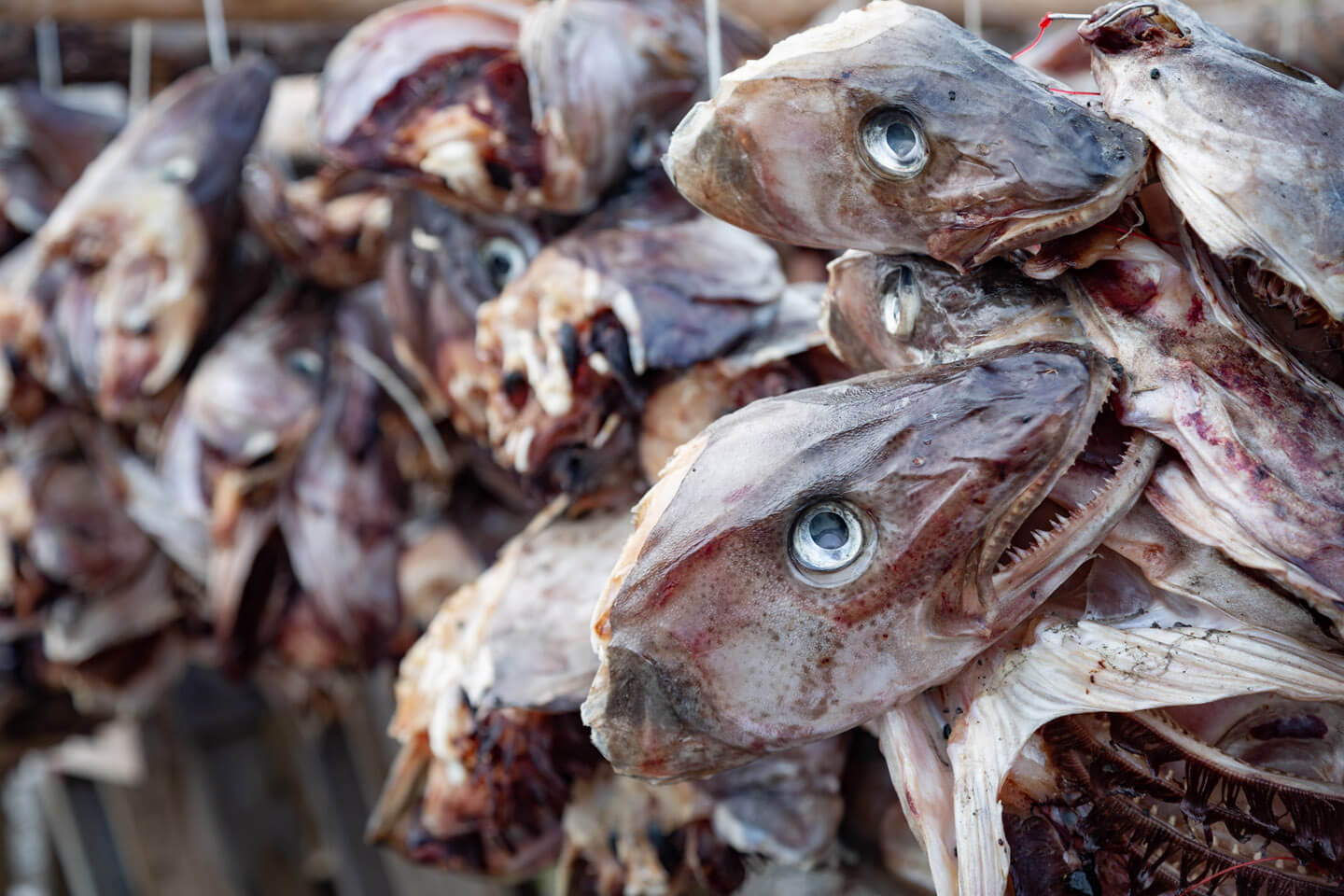 Kabeljauköpfe Trockenfisch
