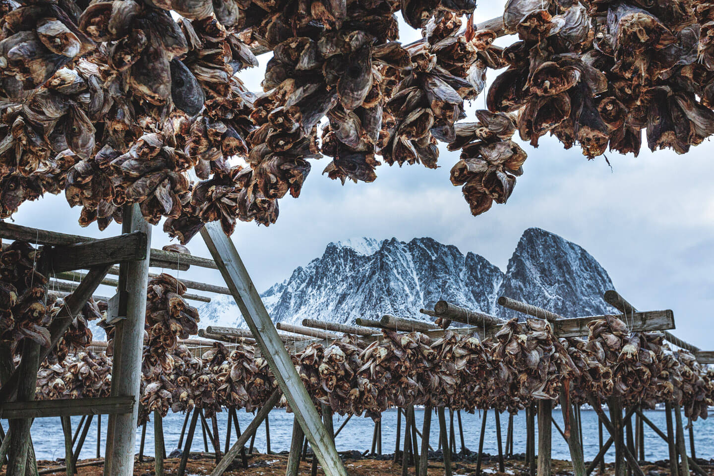 Trockenfisch auf den Lofoten