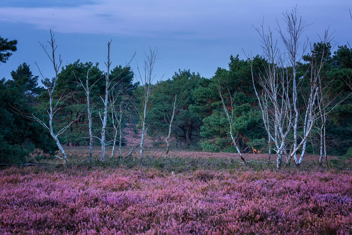 Birken in der Abenddämmeru ng in der Fischbeker Heide