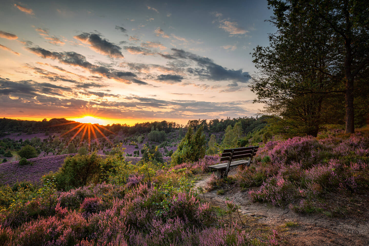 Freie Arbeit: Heide fotografieren – die Farbe Lila