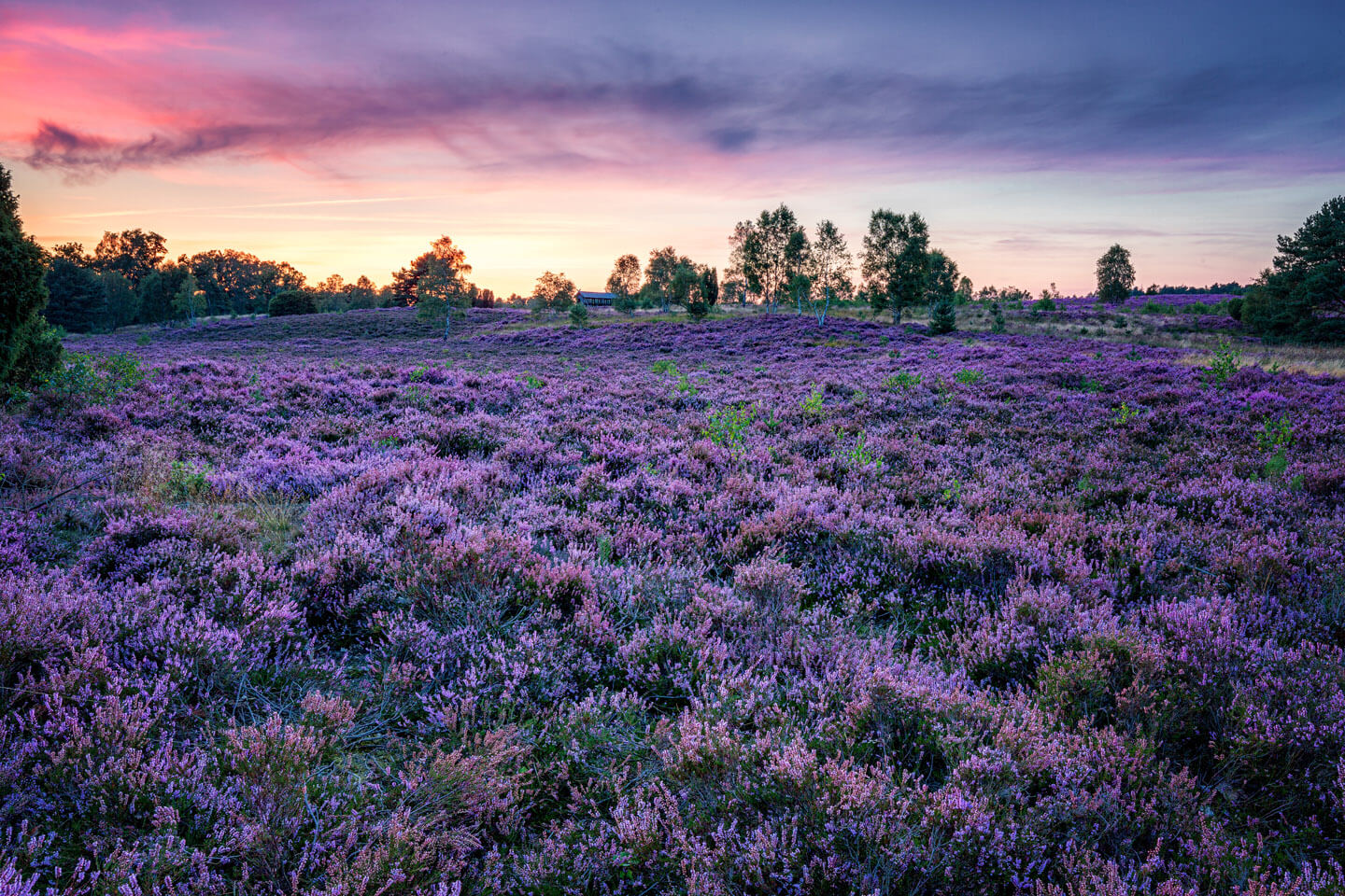 heideblüte in der Abenddämmerung