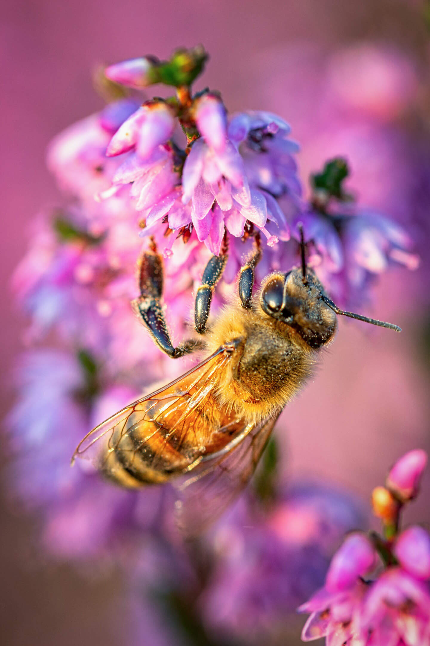 Hier wird Heidehonig gemacht. Fotograf: Florian Läufer
