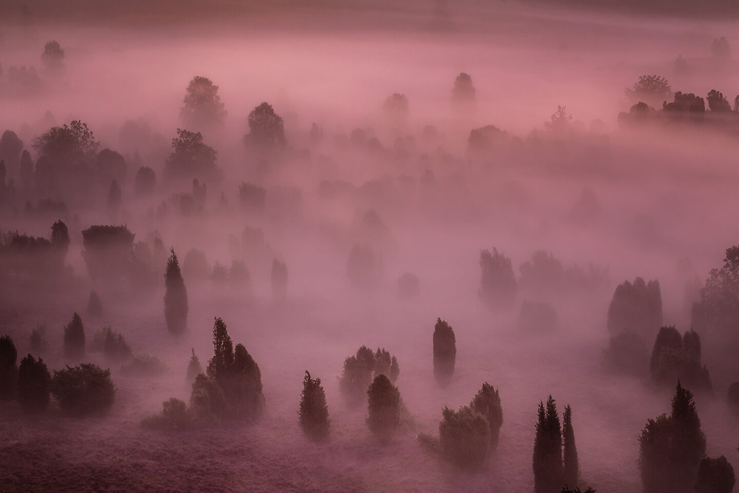 Heidelandschaft im Morgennebel