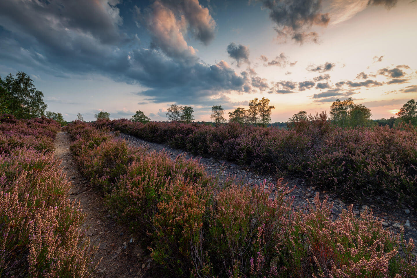 Sonnenuntergang Heideblüte