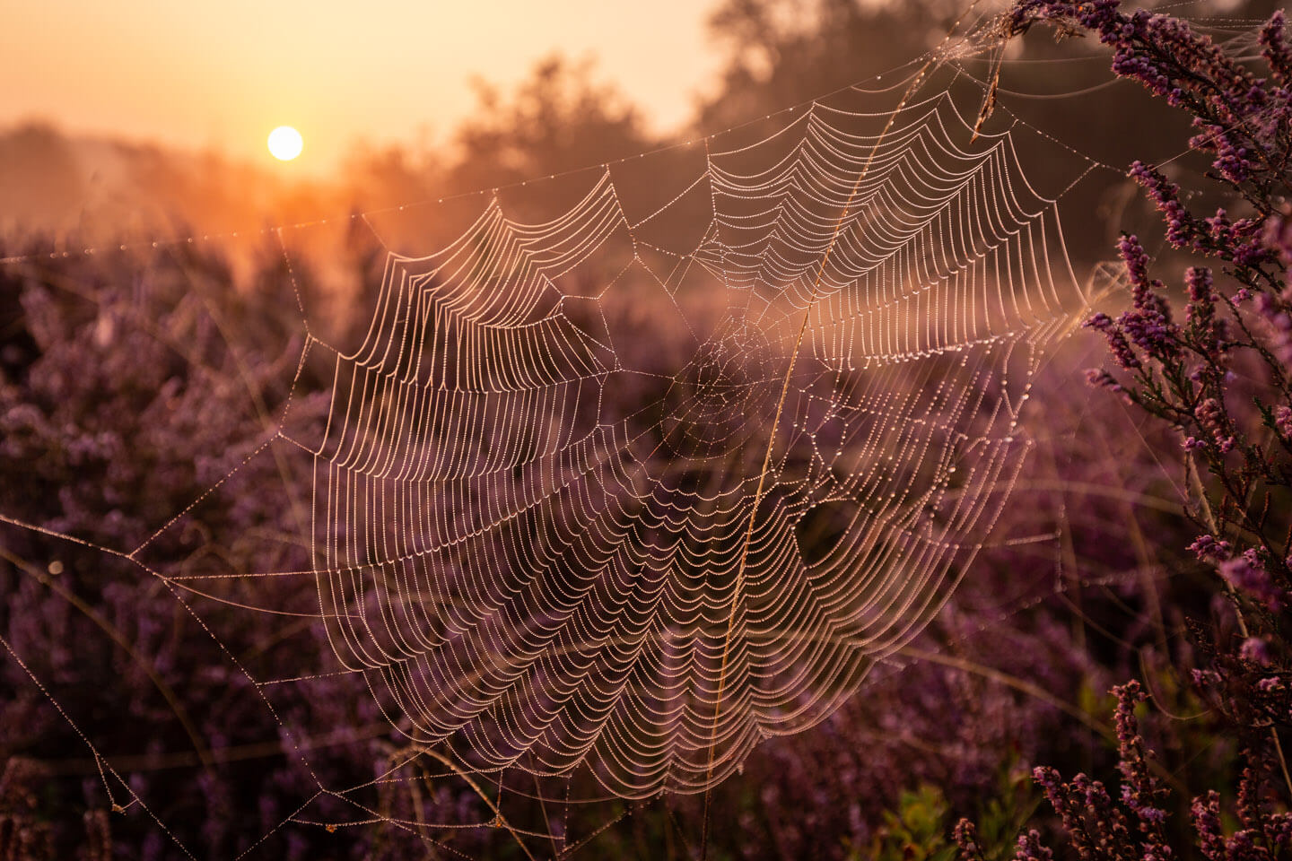 Spinnennetz im warmen Licht der aufgehenden Sonne