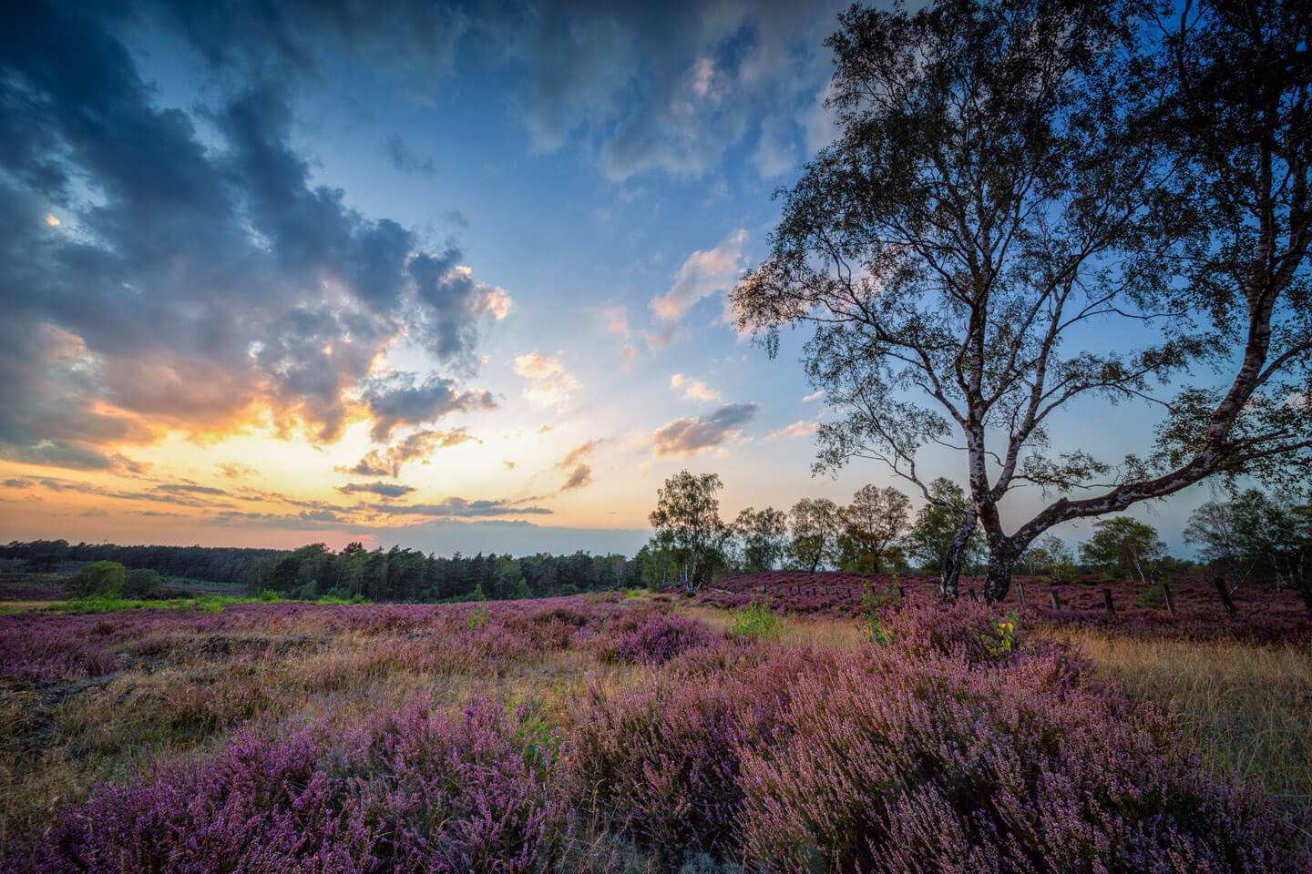 Weitwinkelaufnahme der Heideblüte