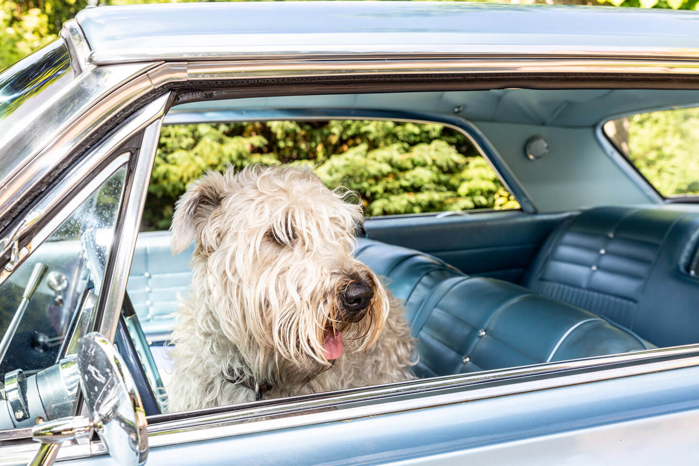 Hund im 1964er Chevrolet Impala