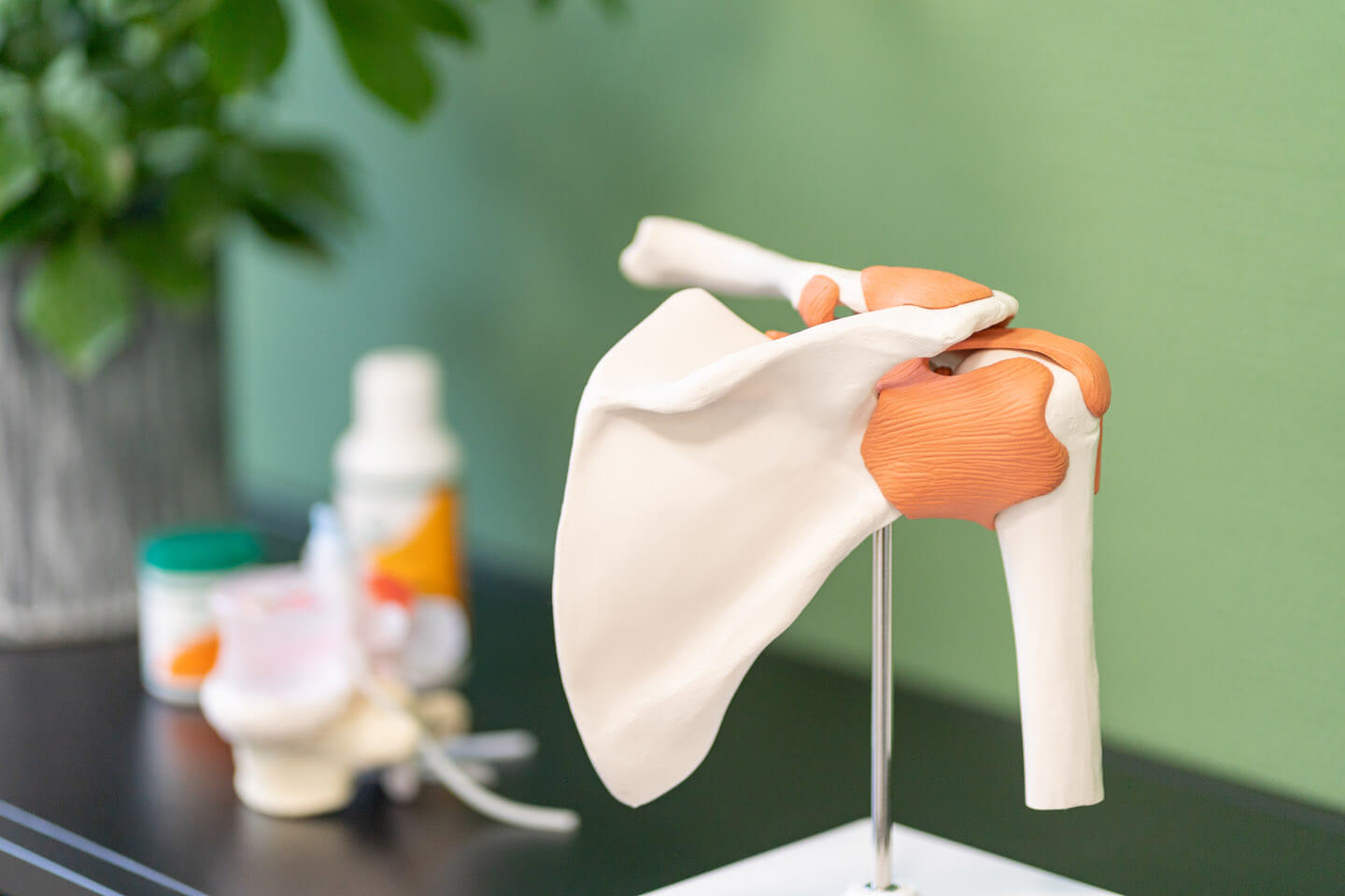 Schultergelenk Modell