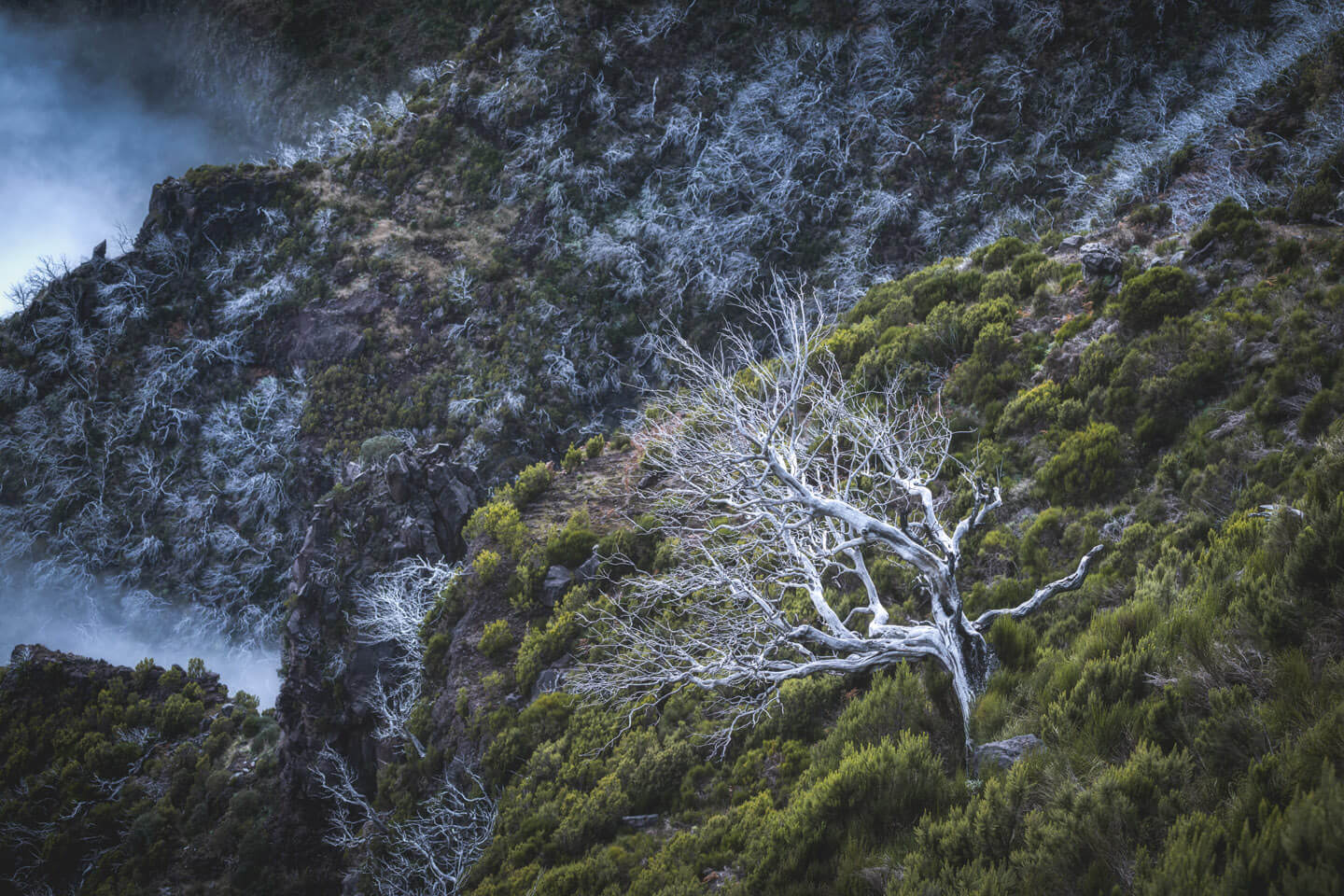 Dead Trees of Pico Ruivo.