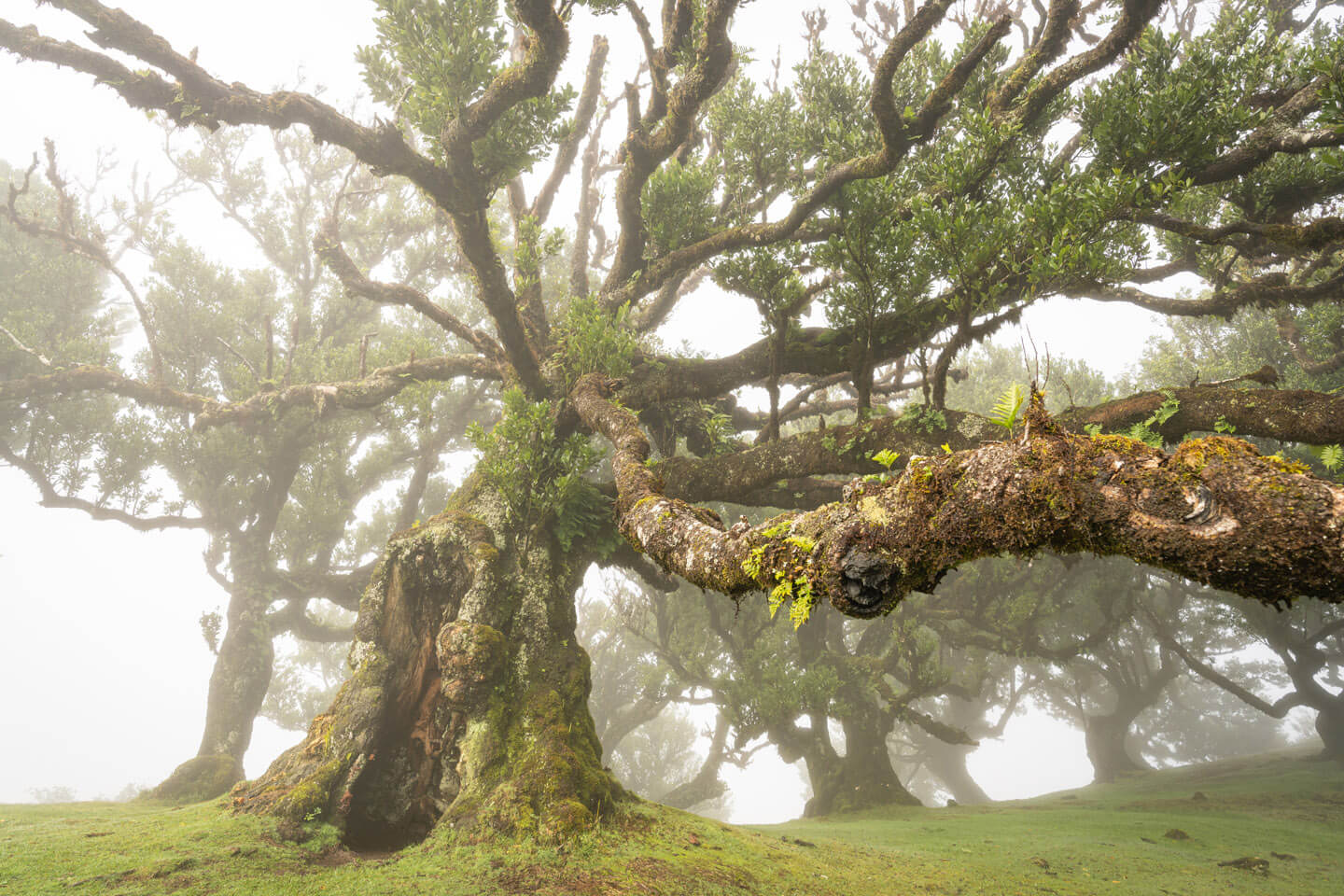 Lorbeerbaum in Fanal auf Madeira