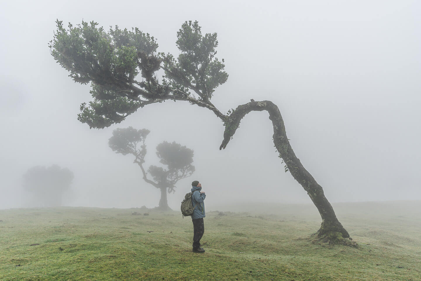 Klassiker bei dieser Madeira Fotoreise: die mystischen Lorbeerbäume von Fanal