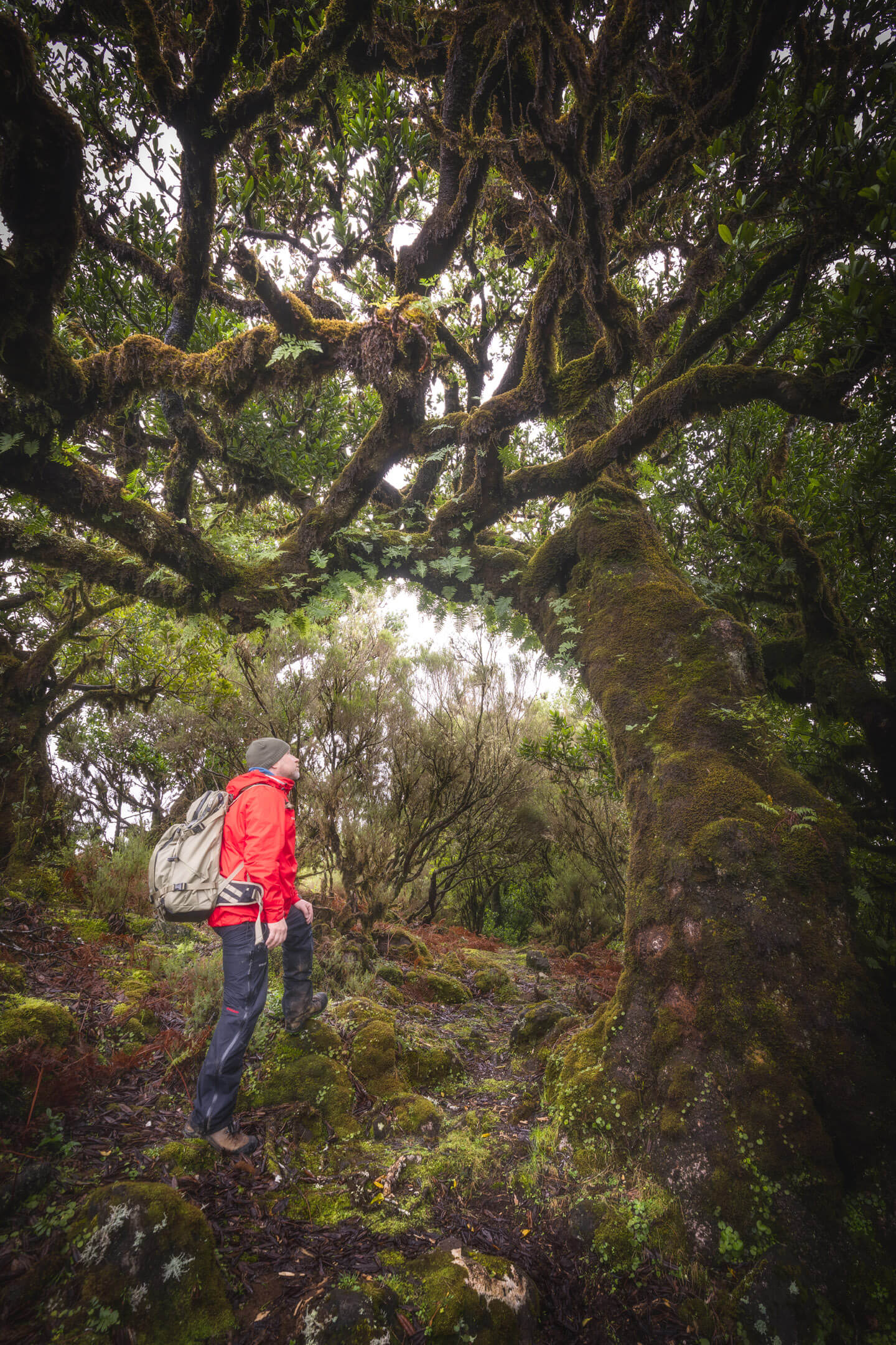Lorbeerwälder Madeira wandern
