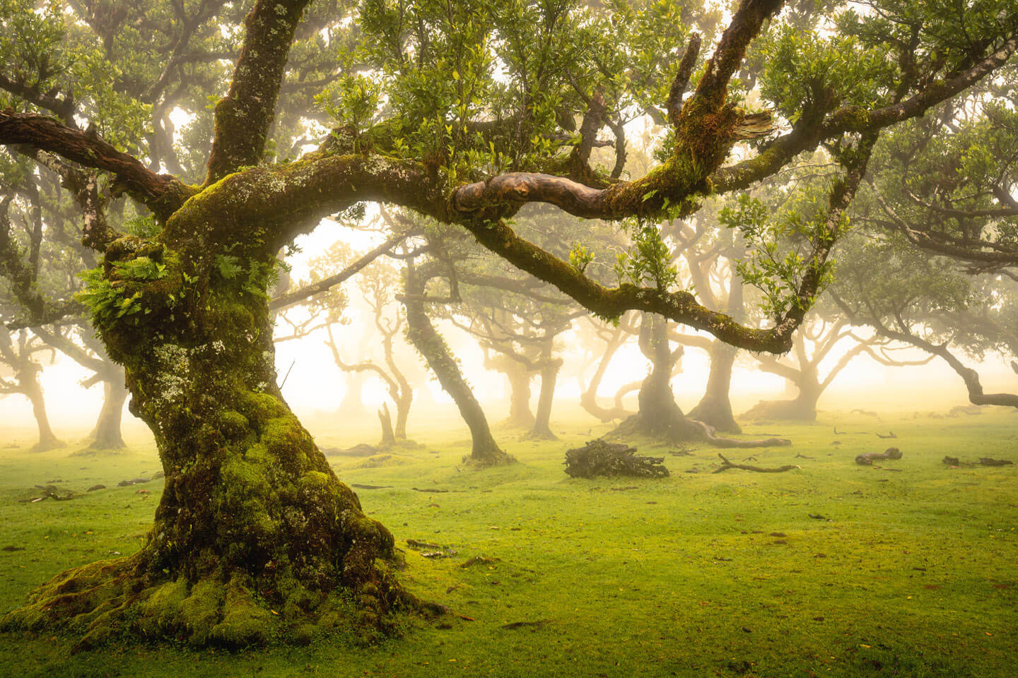 Nebelwälder in Fanal bei Sonnenaufgang.