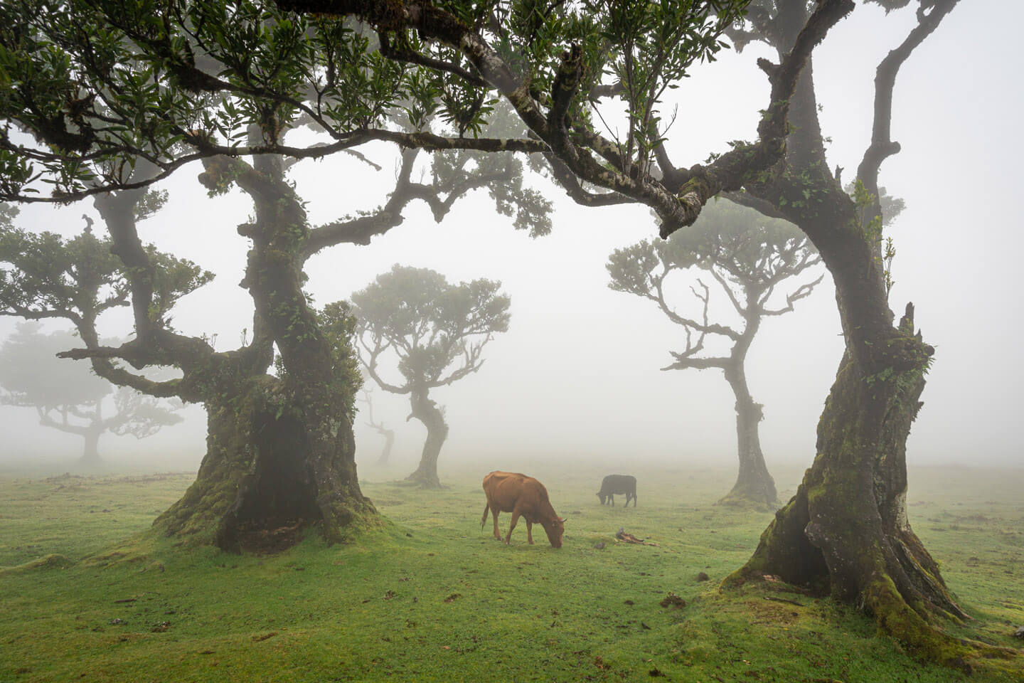 Posto Florestal Fanal mit Kühen.
