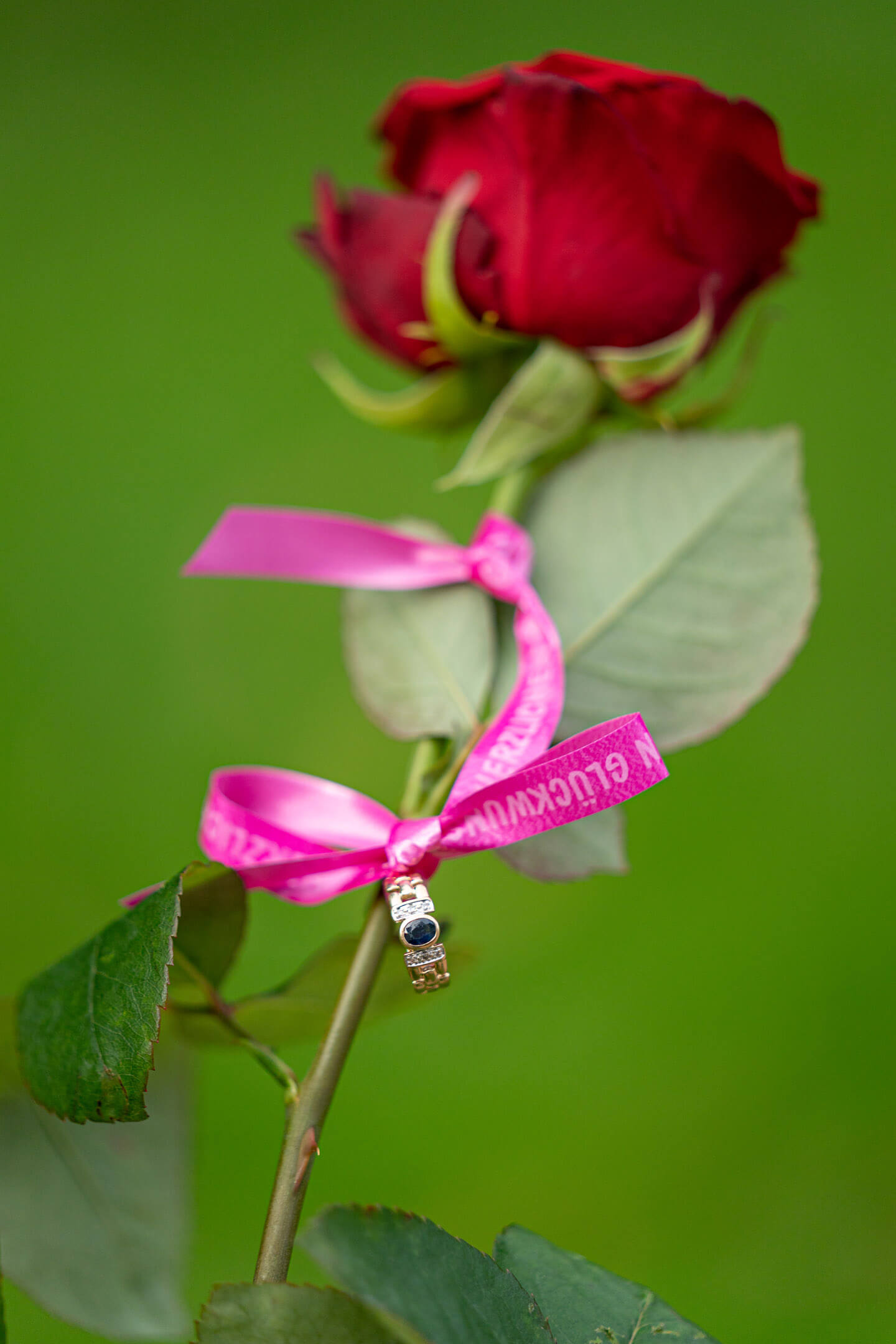 Rote Rose mit Ring