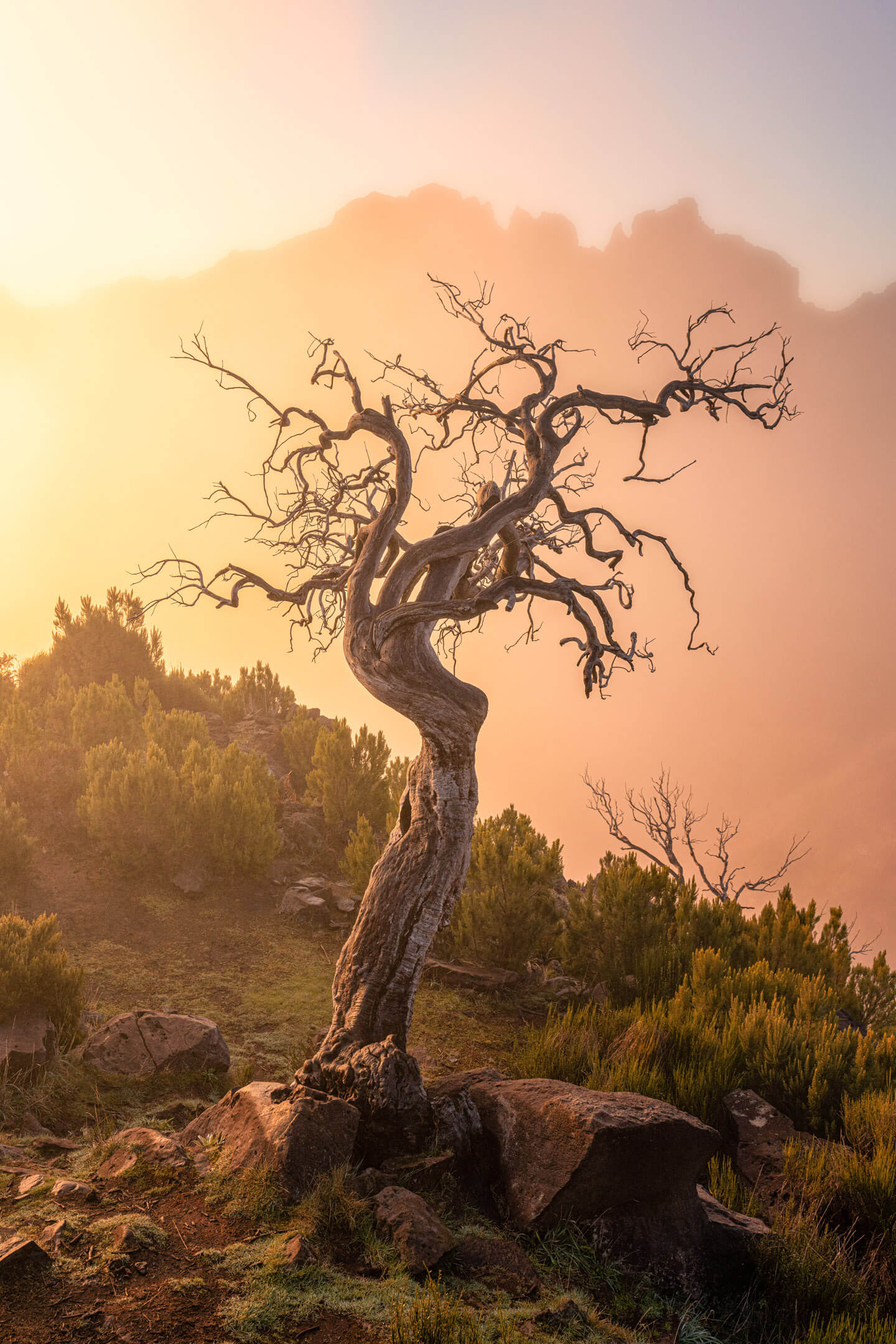 Beim Waldbrand 2016 auf Madeira sind tausende Bäume verbrannt und stehen heute als Skelette in der Landschaft.