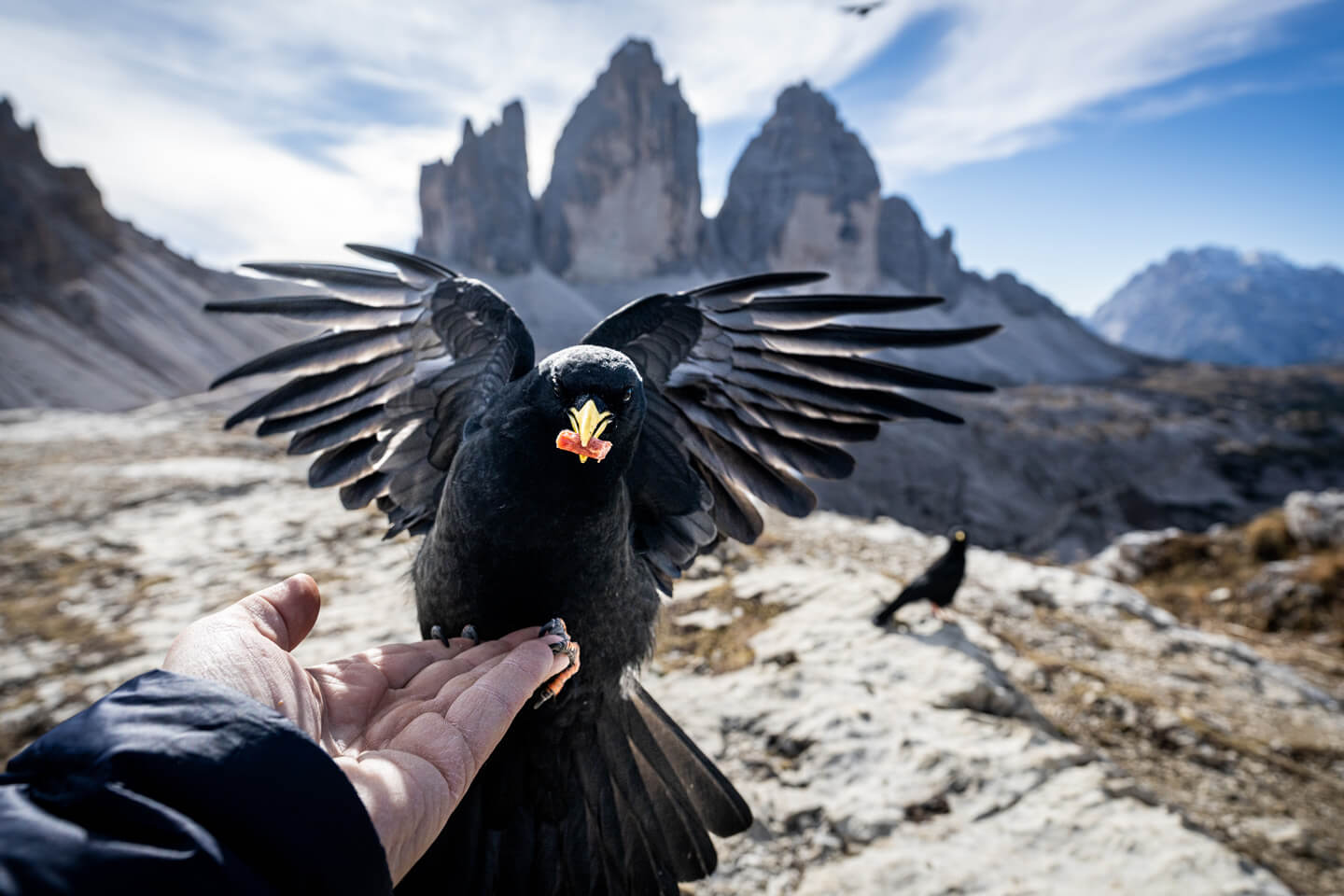 Alpendohlen füttern an der Drei Zinnen