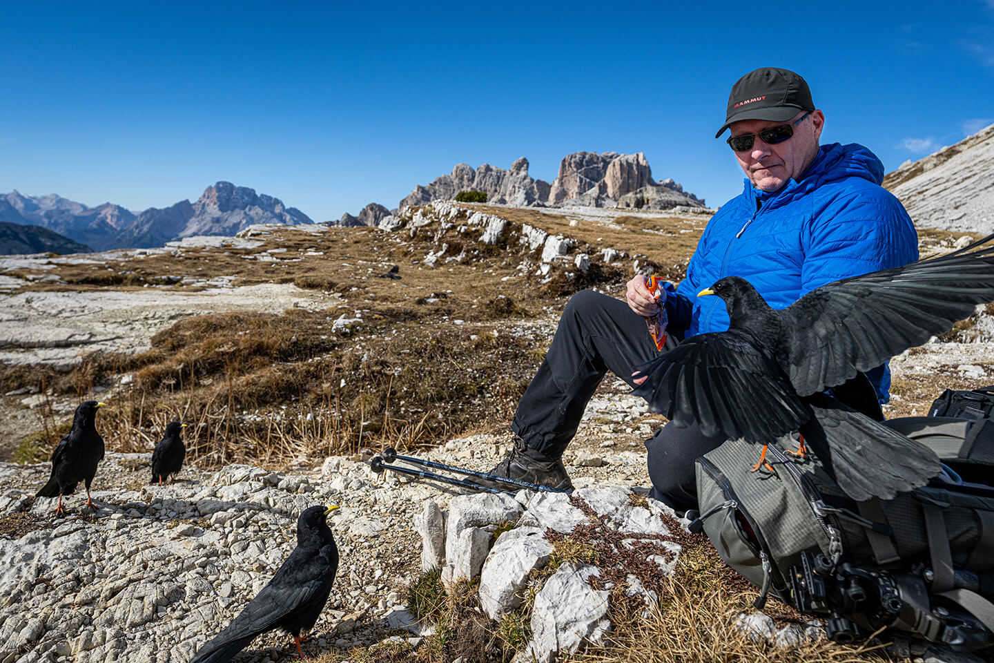 Alpendohlen füttern