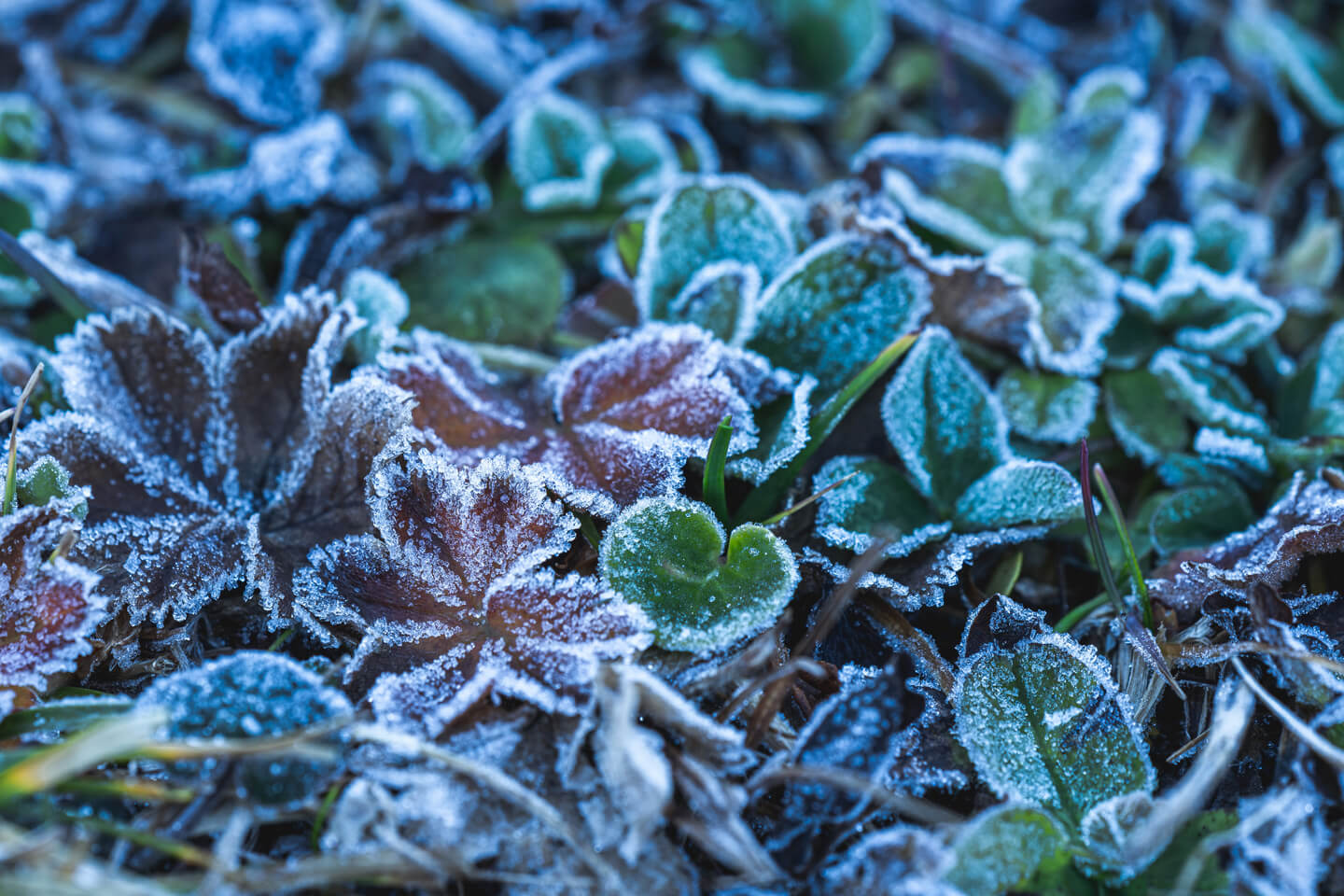 Frost am Morgen