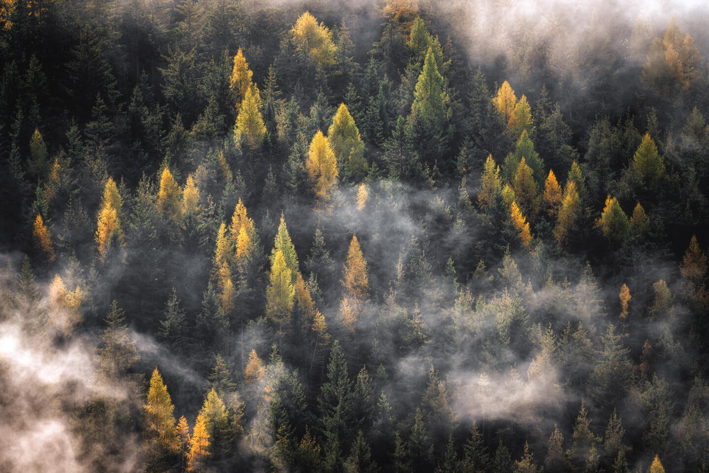 Herbstwald mit Nebel