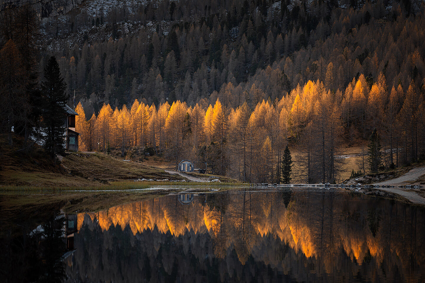Lärchen am Federersee im ersten Sonnenlicht