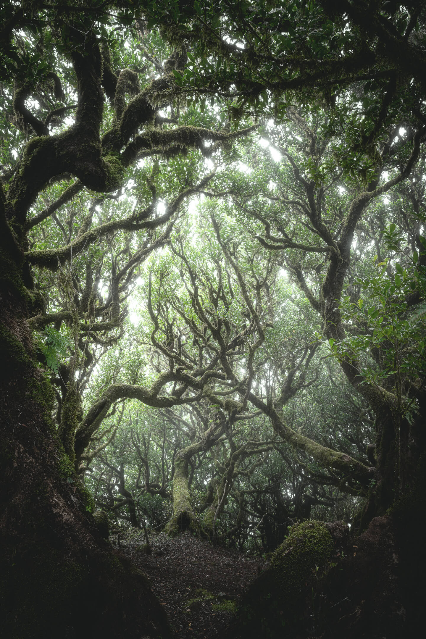 Lorbeerwald in Fanal mit dem Weitwinkel fotografiert.