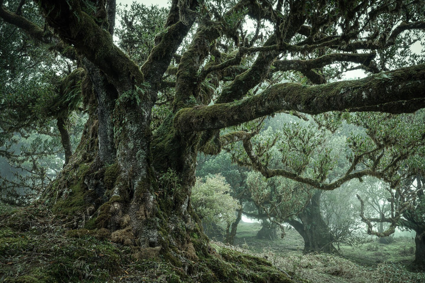 Uralte Lorbeerbäume im Nebelwald von Madeira.