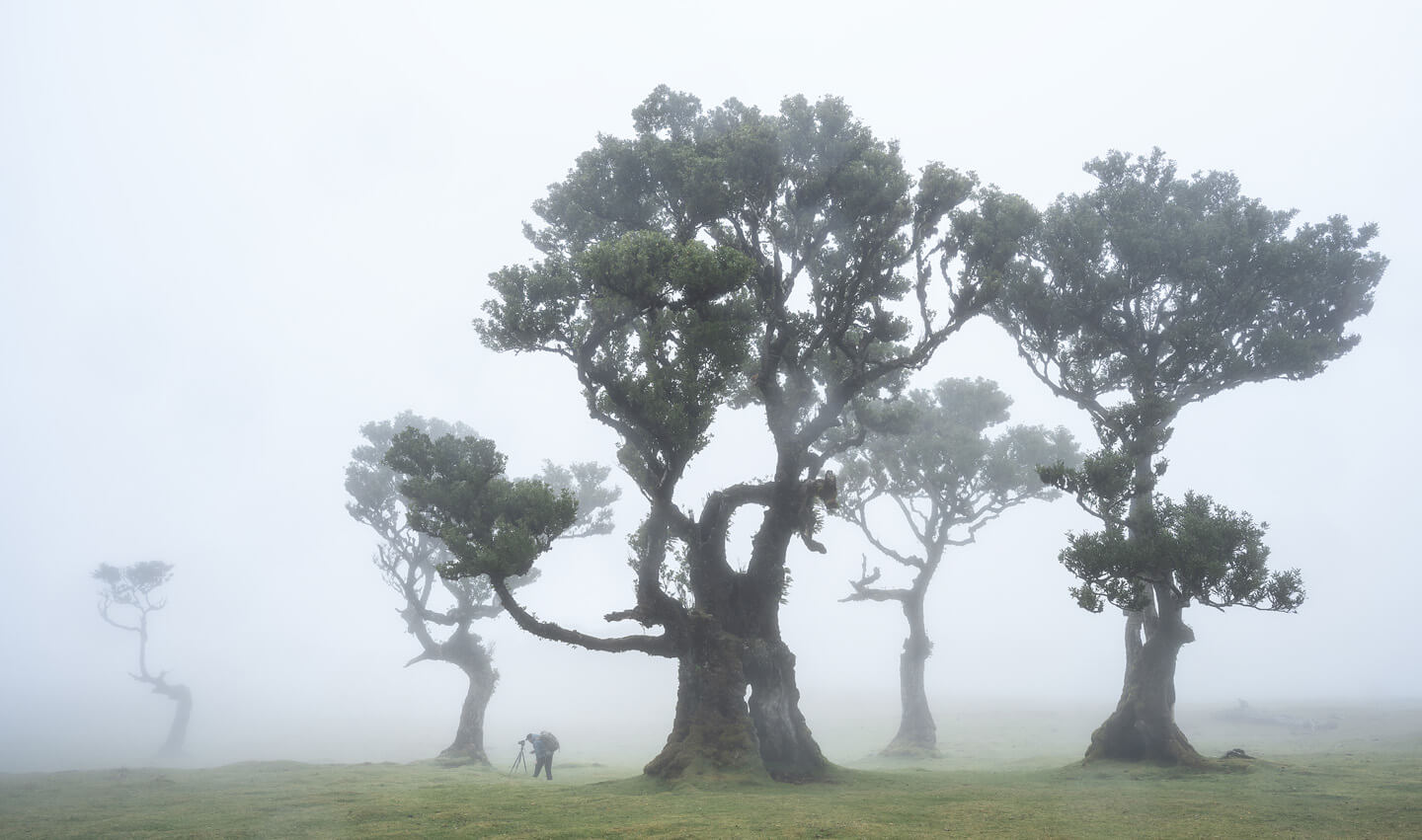 Fotoreise nach Madeira um die alten Lorbeerbäume in Fanal zu fotografieren.