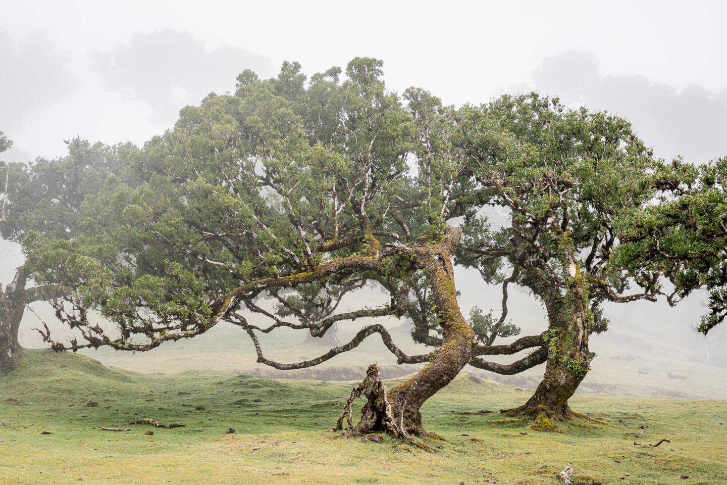 Lorbeerbäume auf Madeira.