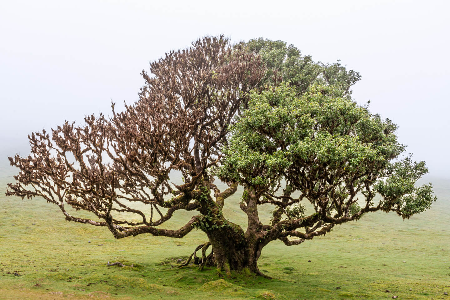 Lorbeerwald Laurisilva