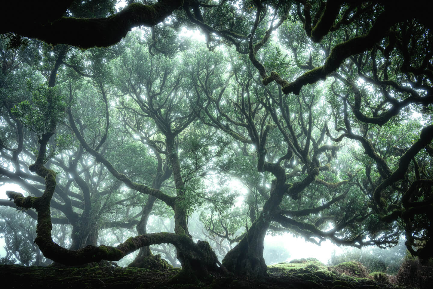 Märchenwald fotografieren