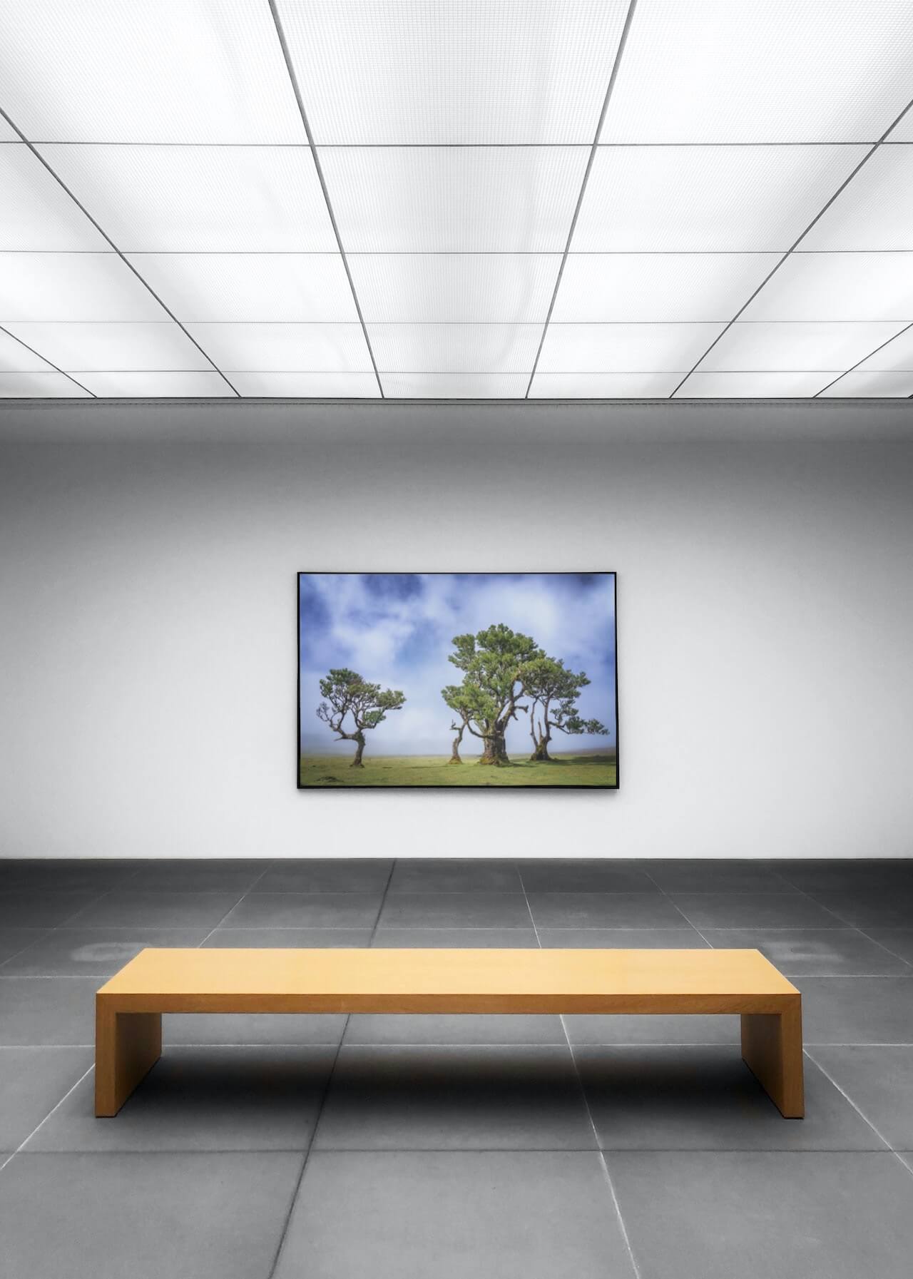 Postershop Florian Läufer mit Wandbildern aus dem Lorbeerwald in Fanal.