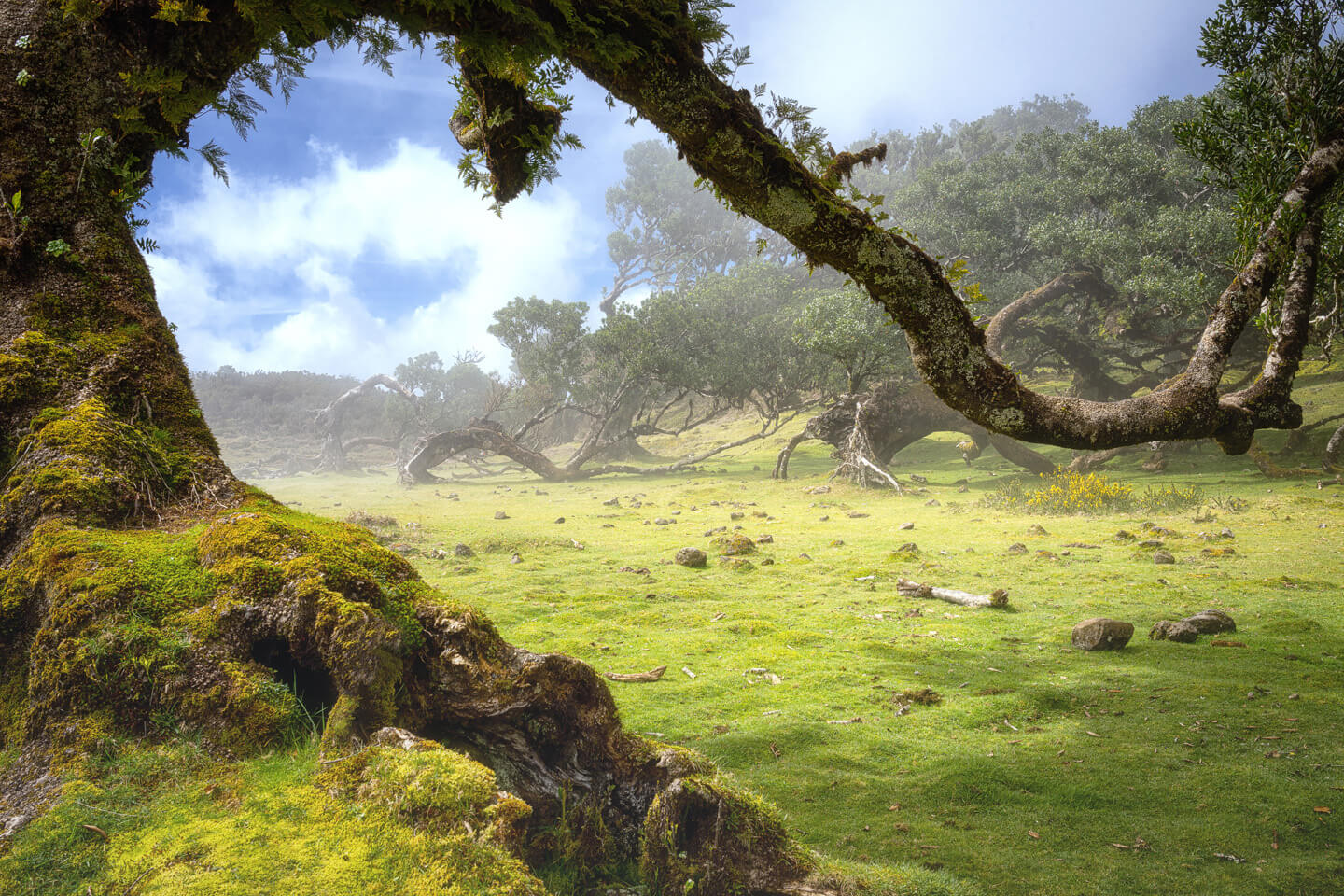 Fotografieren im Nebelwald auf Madeira bei besten Bedingungen.