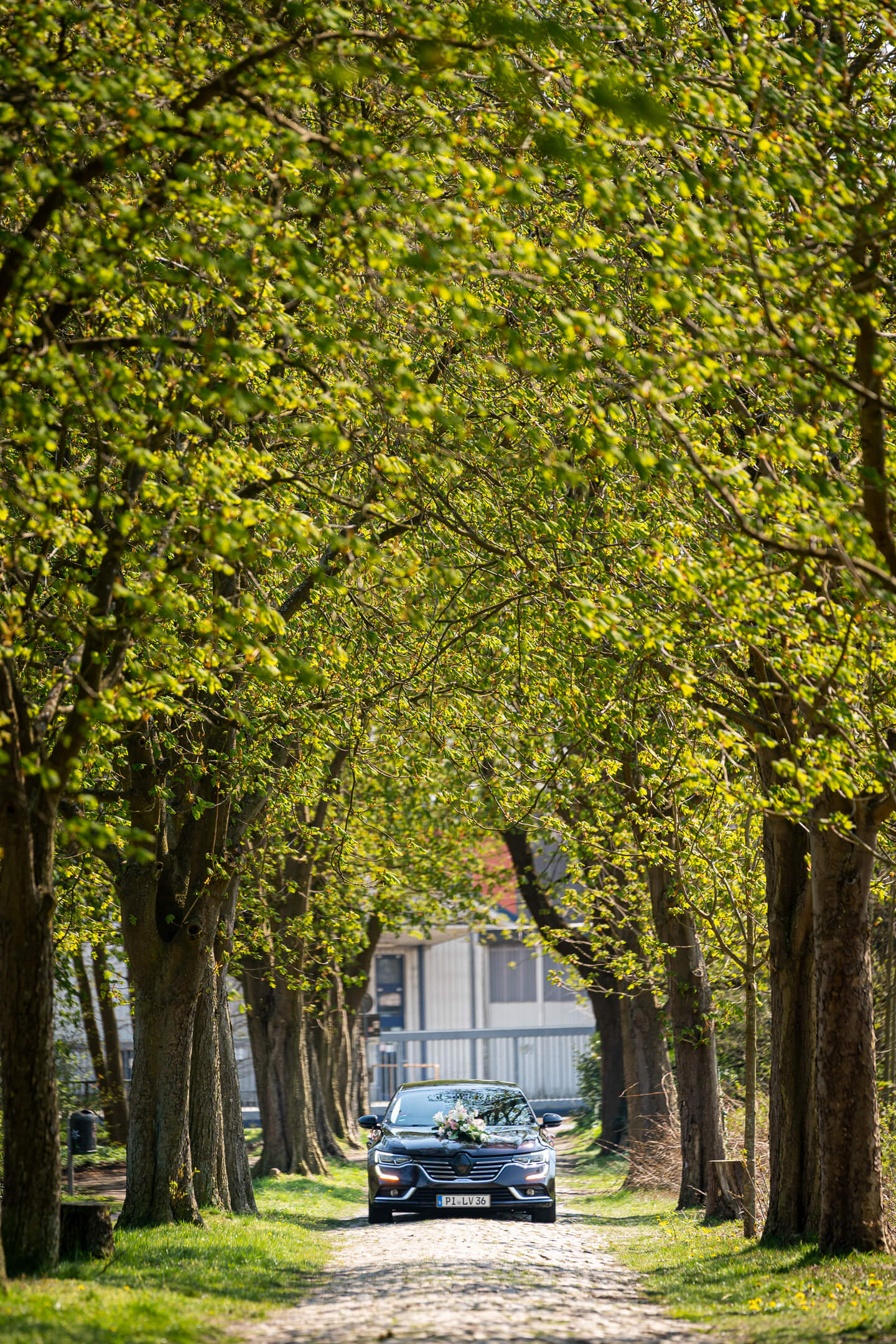 Das Hochzeitsauto kommt durch eine Kstanienallee gefahren.
